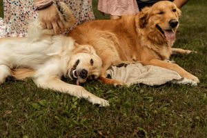Two happy golden retrievers laying in grass beside floral dress.