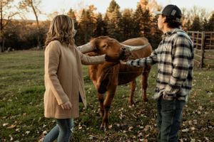A couple pets a longhorn cow in a field with evergreen trees in the background.