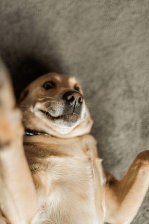 Close-up portrait of smiling golden retriever dog against gray background.