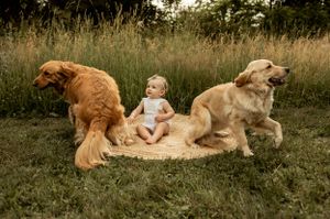 Happy baby sitting between two golden retrievers on blanket in grassy field.