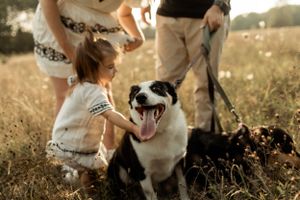 Child plays with happy dog in sun-drenched field during golden hour.