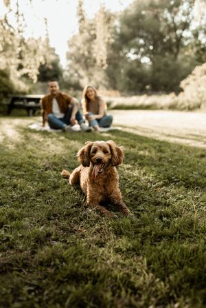 Golden retriever lying on grass while couple relaxes in background during sunset photoshoot in park.
