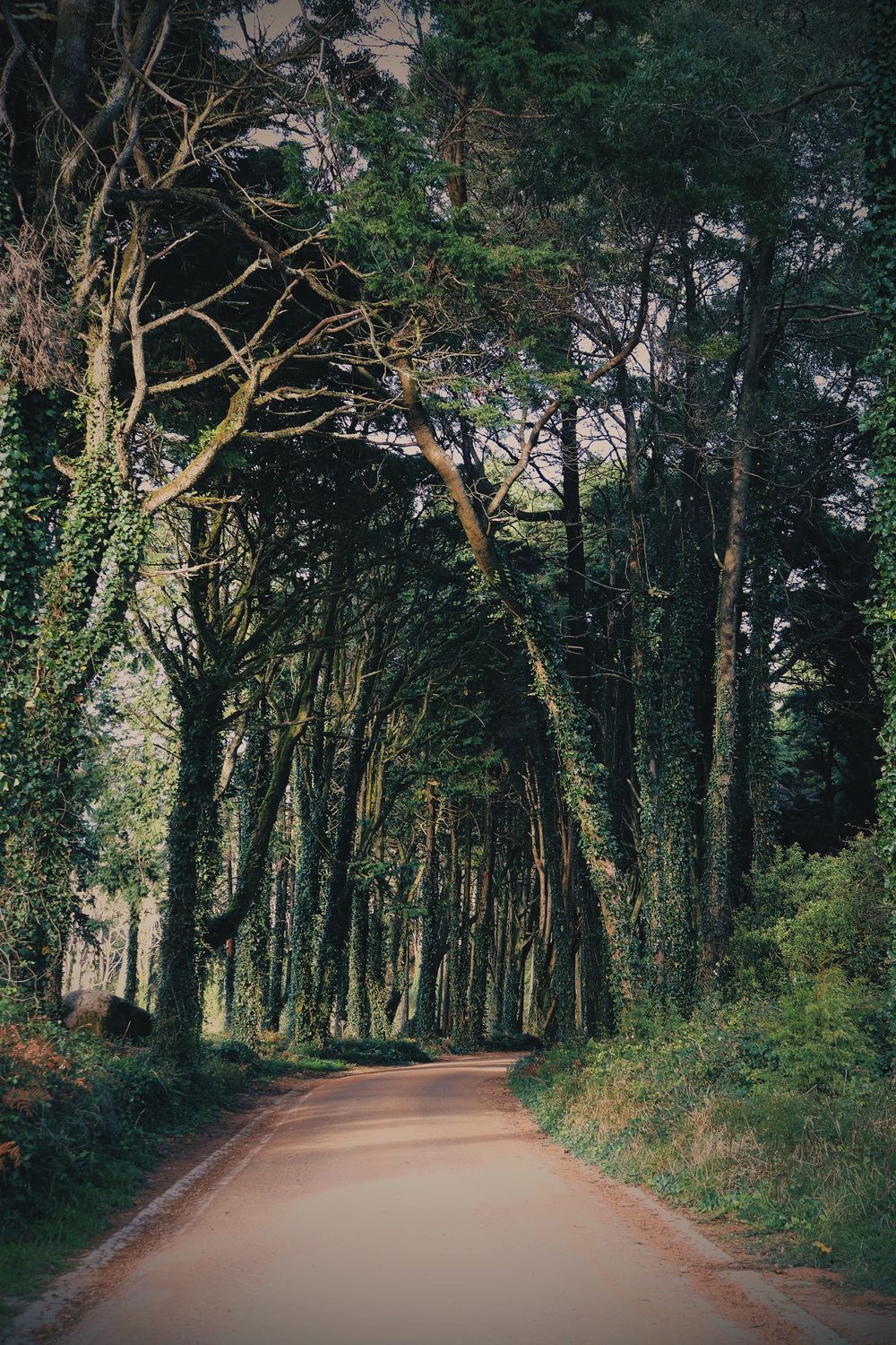 Peninha's Forest, 2020