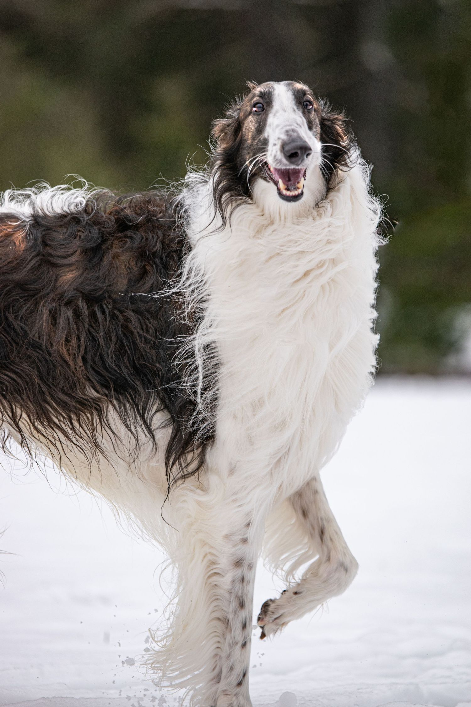 An energetic Borzoi dog with long flowing white and brown coat running playfully through winter snow. Photo by Xenophon Photography in Maine