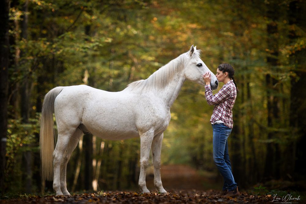 séance photo chien chat cheval lapin furet shooting photo photographe pro animaux passion