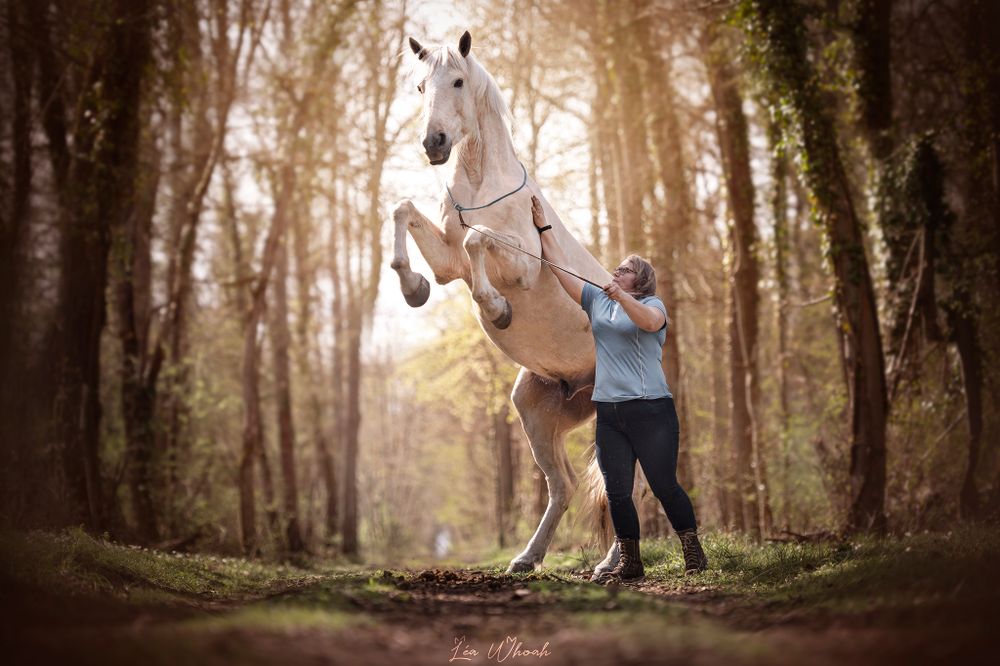 séance photo chien chat cheval lapin furet shooting photo photographe pro animaux passion