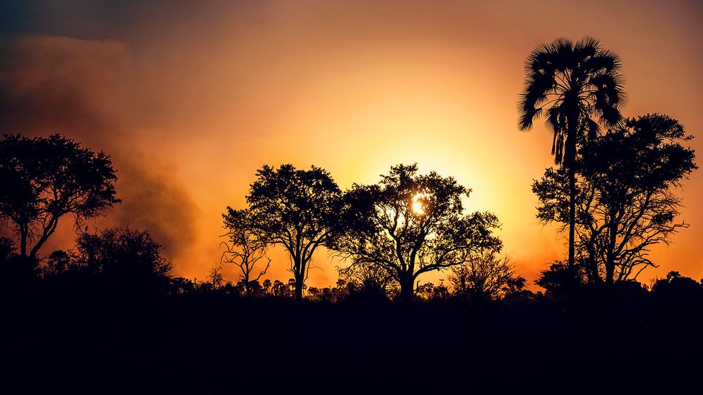 Dramatic African sunset with silhouetted trees against orange sky.