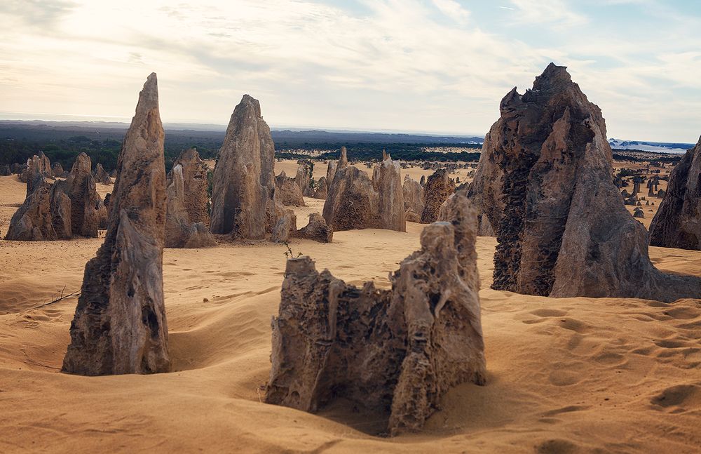 Weathered limestone pillars rise from sandy desert floor in the Pinnacles Desert of Western Australia.
