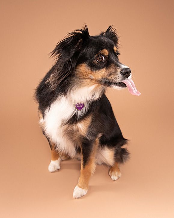 Chilliwack Dog Photographer - Best in Creations