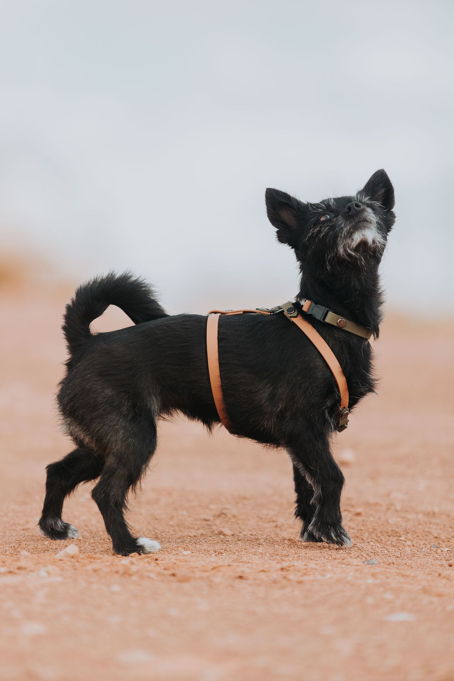 portrait pet photos utah