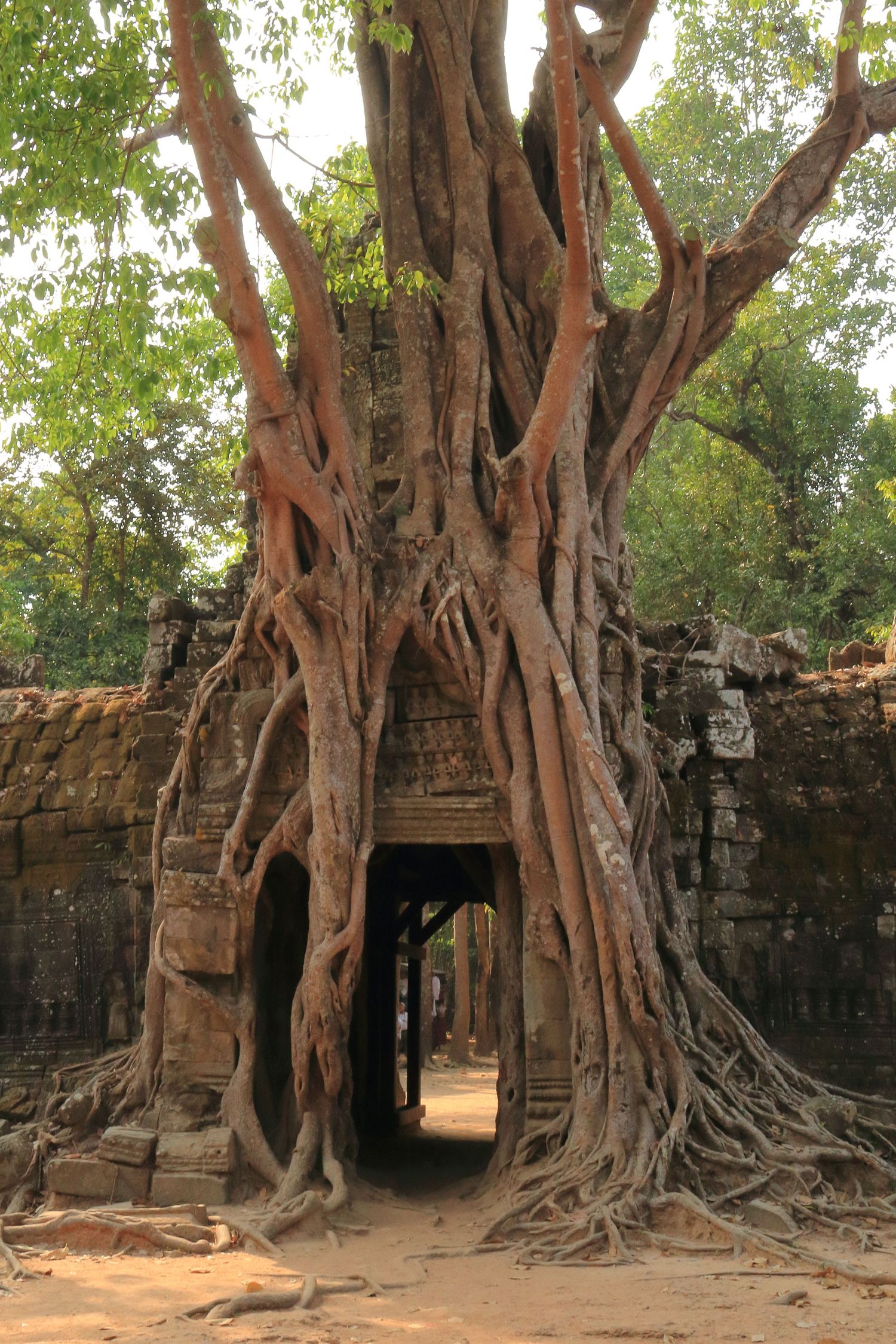 Massive tree roots growing over temple entrance at Ta Prohm temple in Angkor.