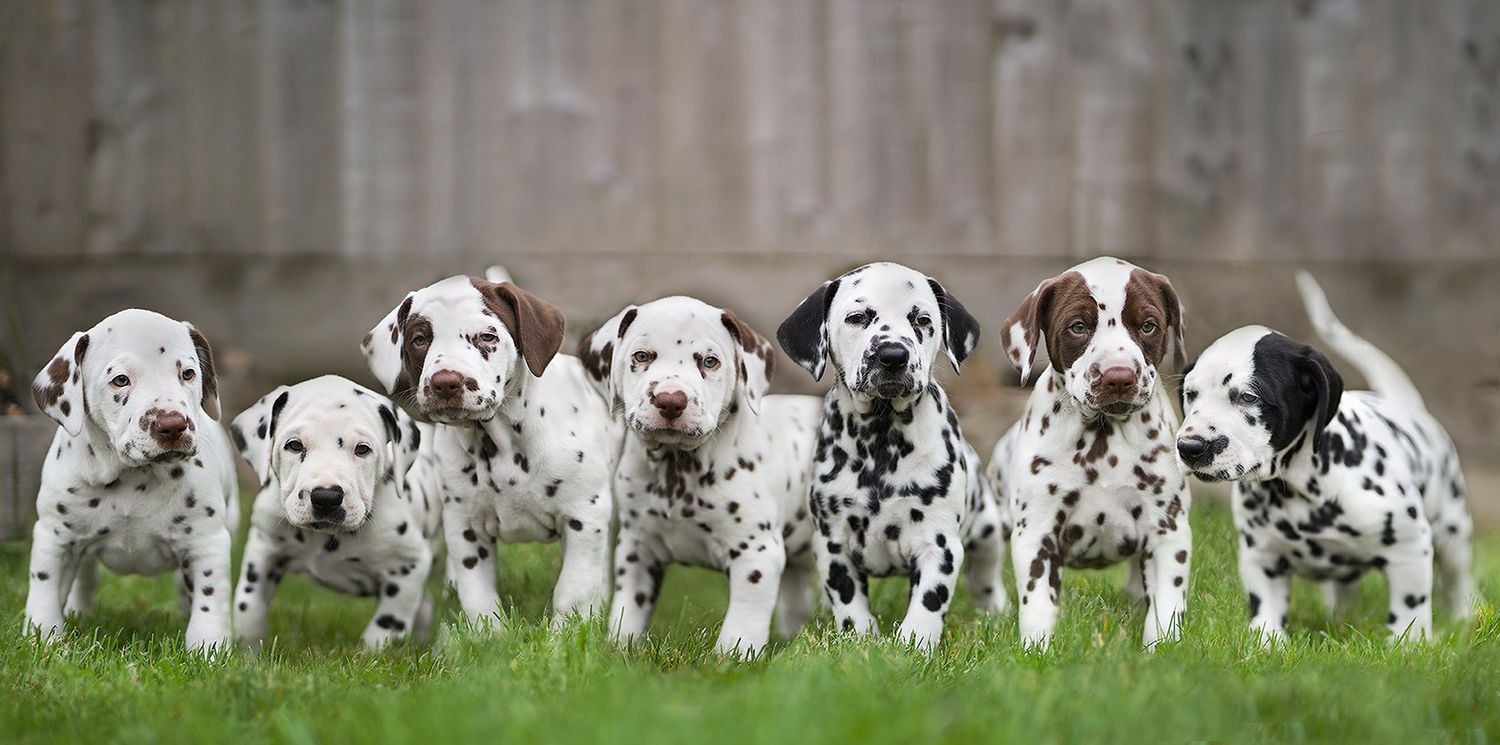 Row of adorable Dalmatian puppies sitting together on grass showing spotted coats.