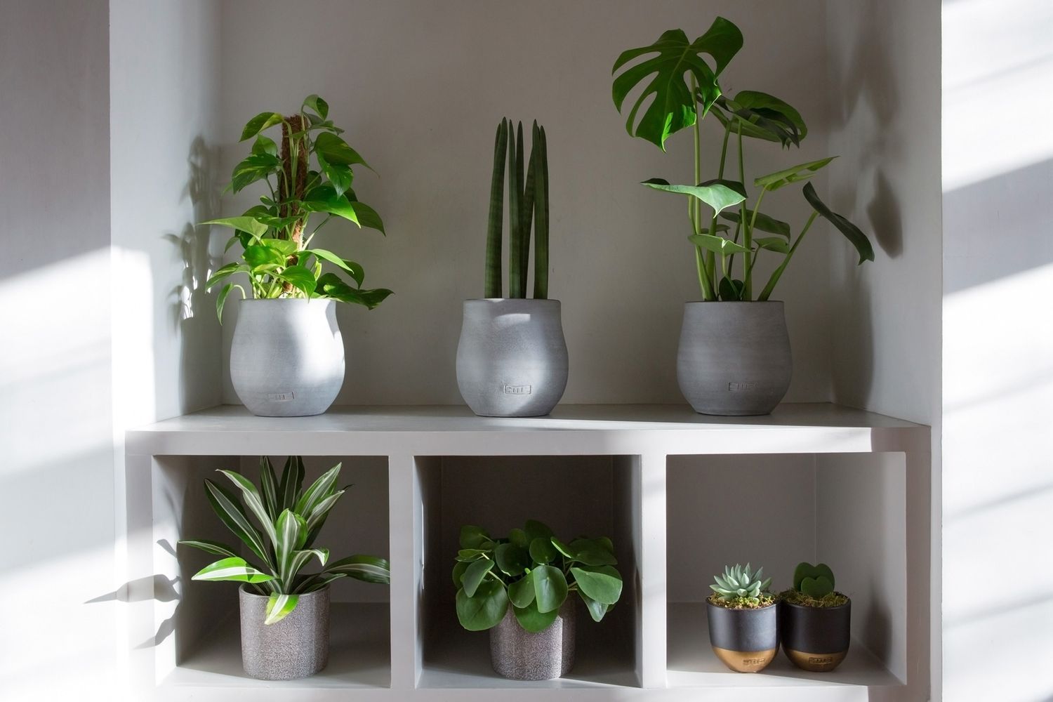 White cubby shelf display with various green plants in matching grey planters from a product/lifestyle photoshoot.