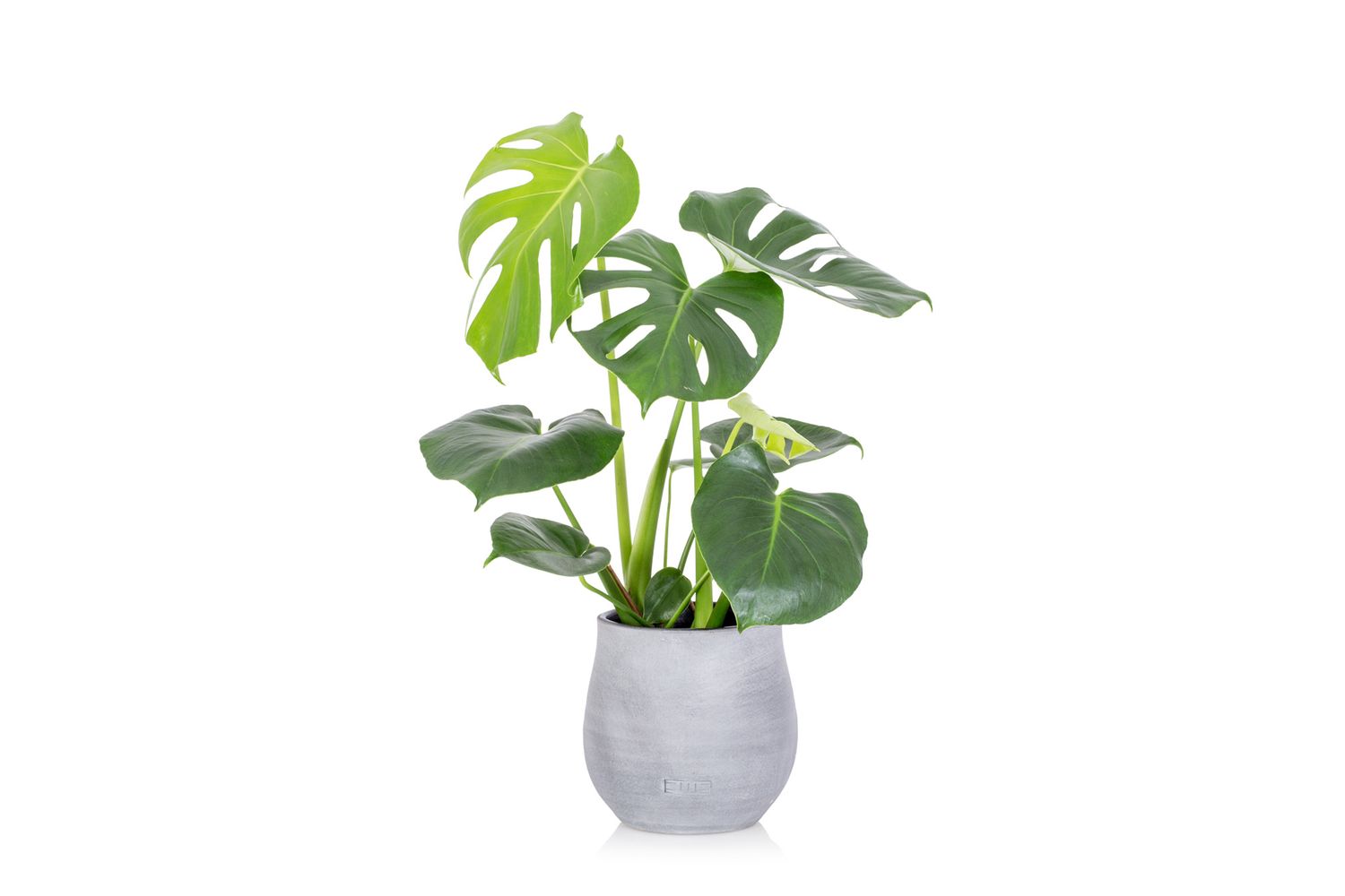 Monstera deliciosa plant with large green leaves in a modern gray concrete planter from a product/lifestyle photoshoot.
