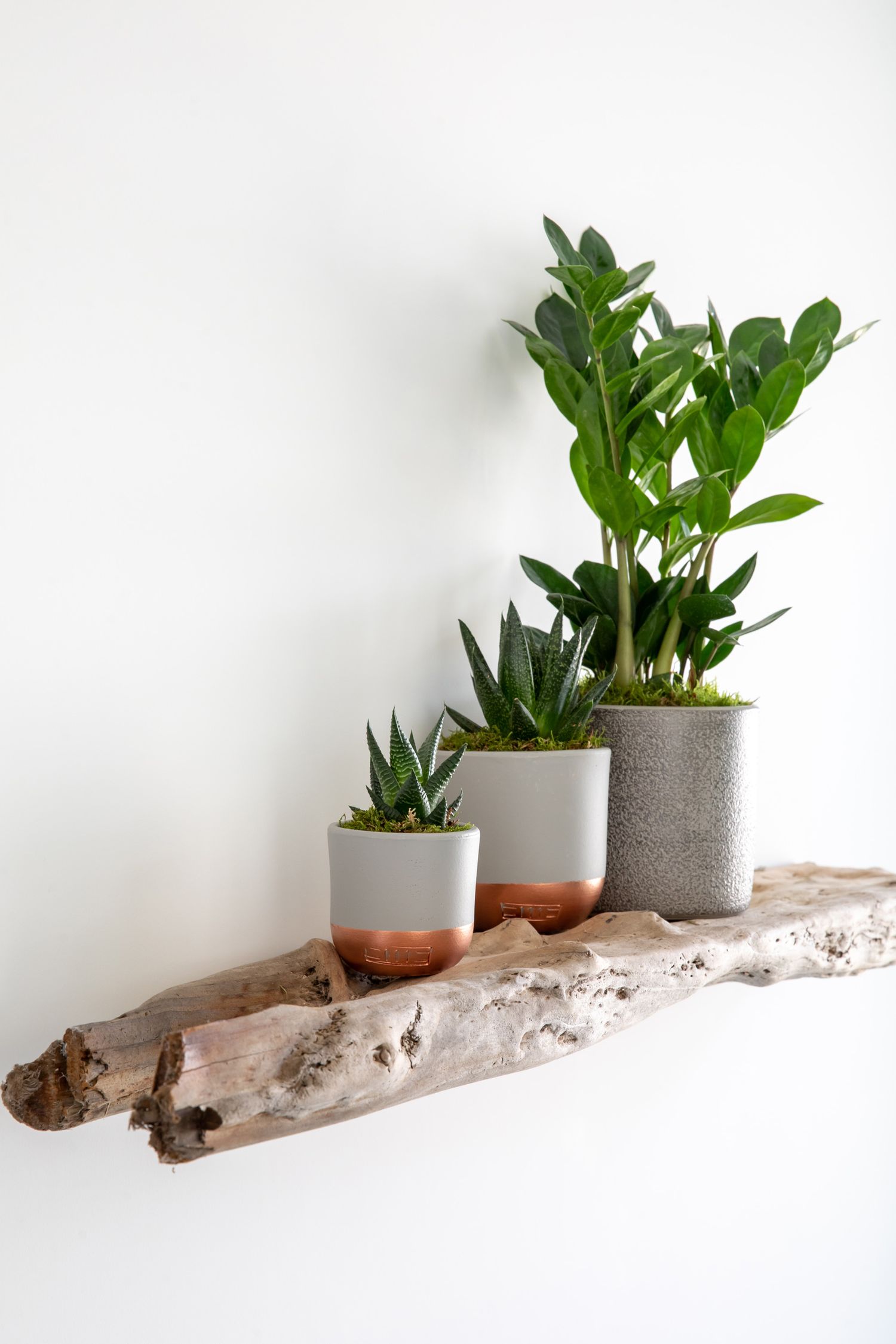 Three potted plants arranged on a rustic driftwood shelf against a white wall from a product/lifestyle photoshoot.
