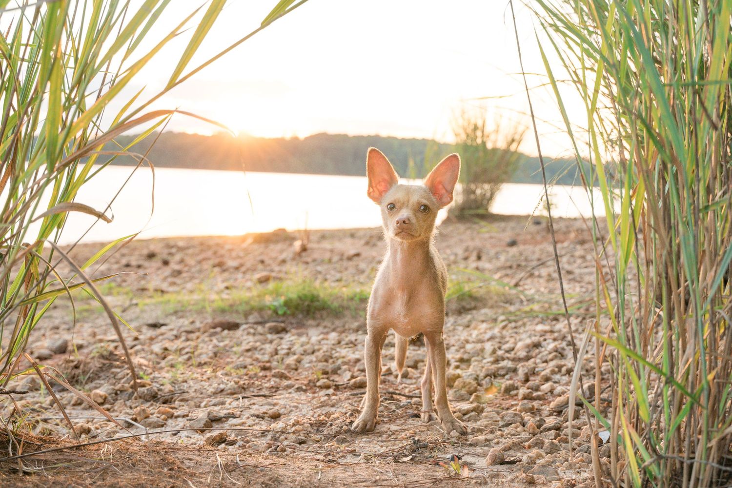 Pet Photographer Greenville South Carolina