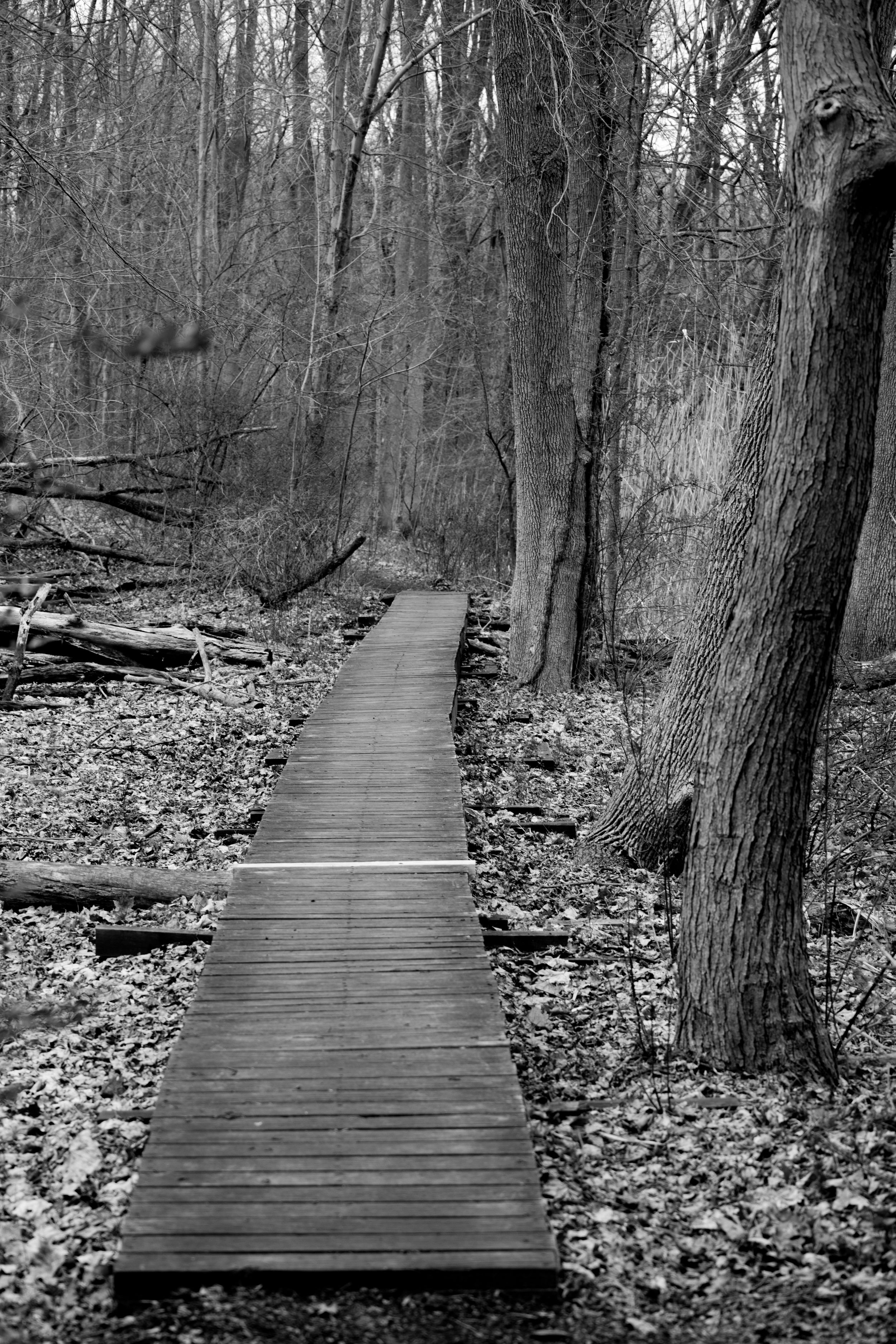 Woods Emerson, New Jersey. 2015 Canon