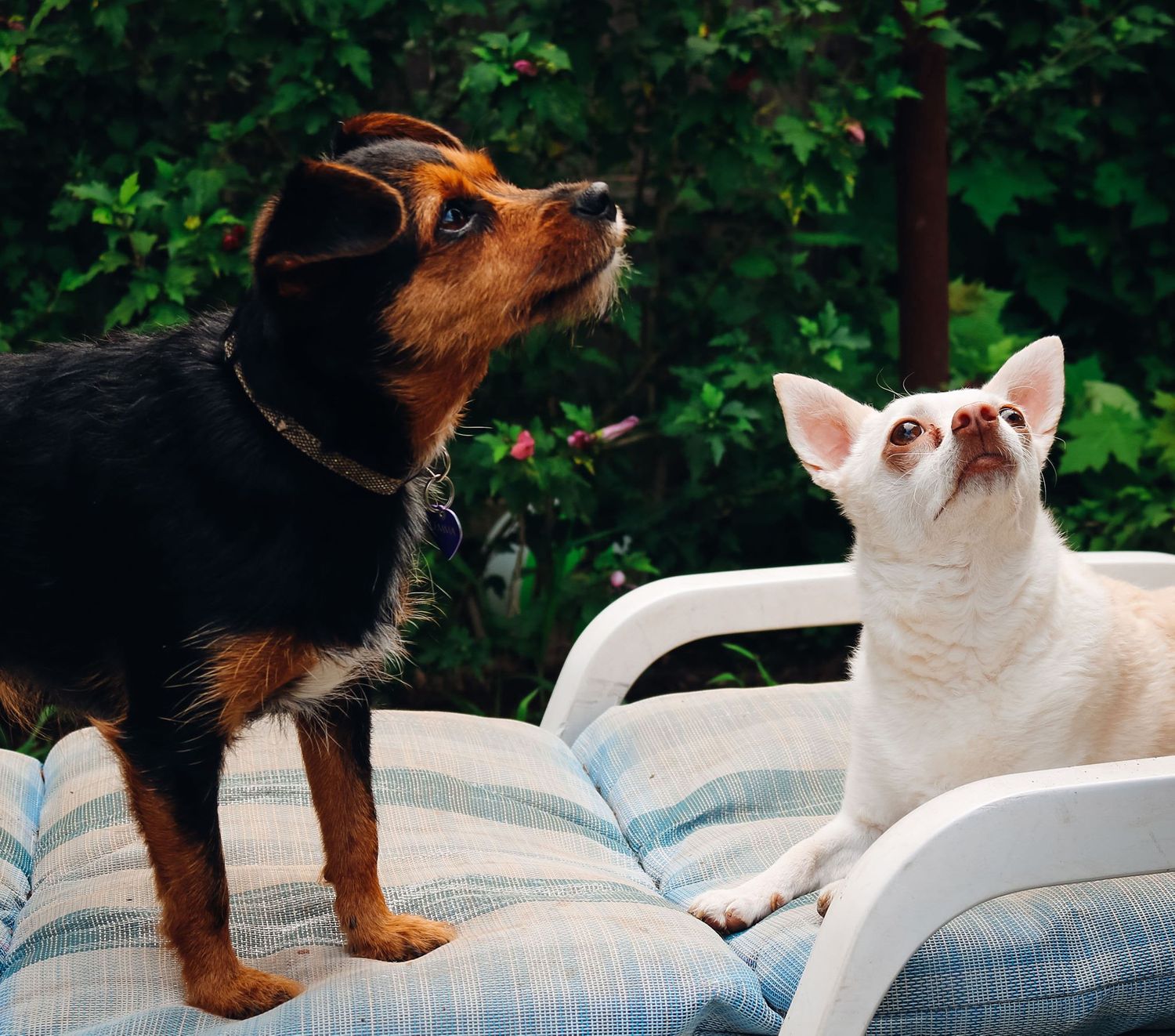 Animal Photography