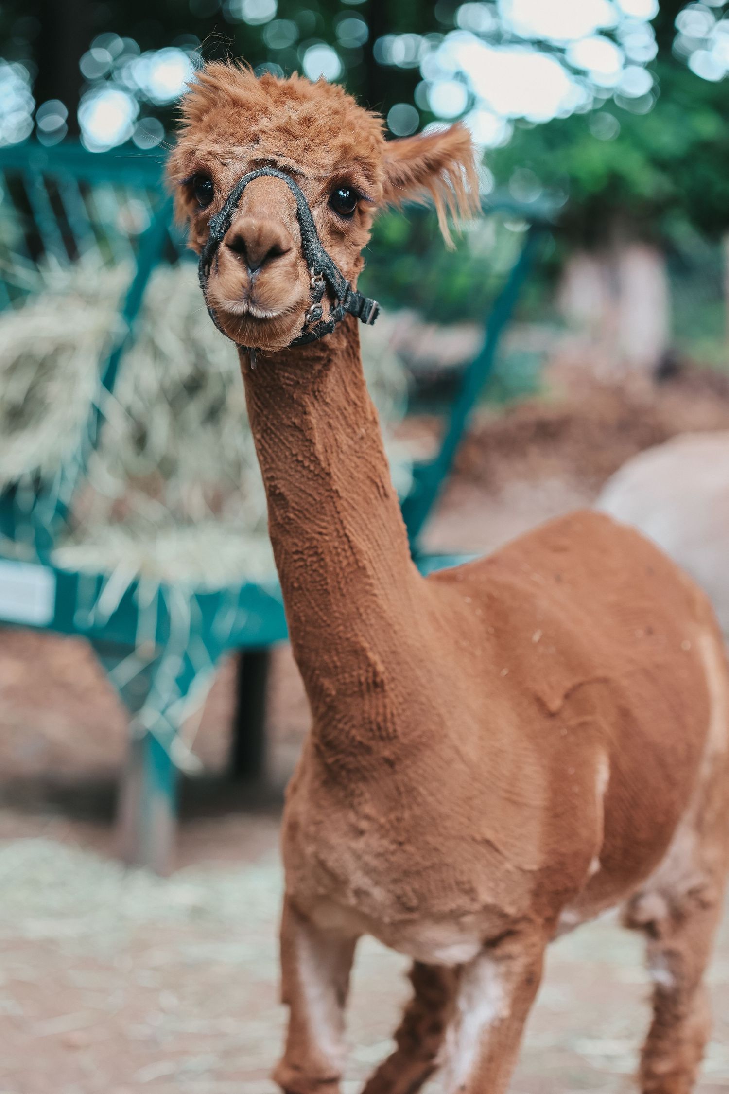 Animal Photography