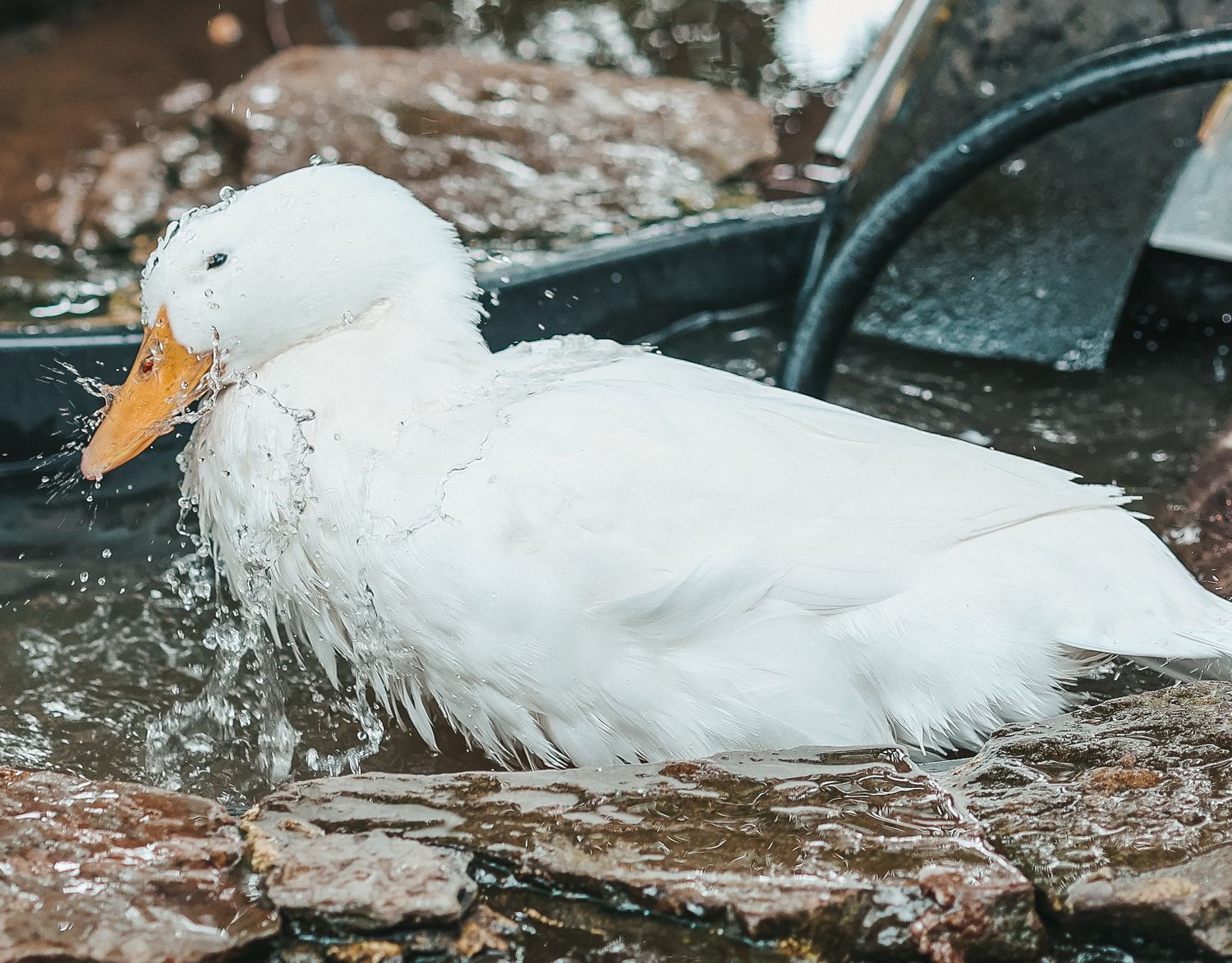 Animal Photography