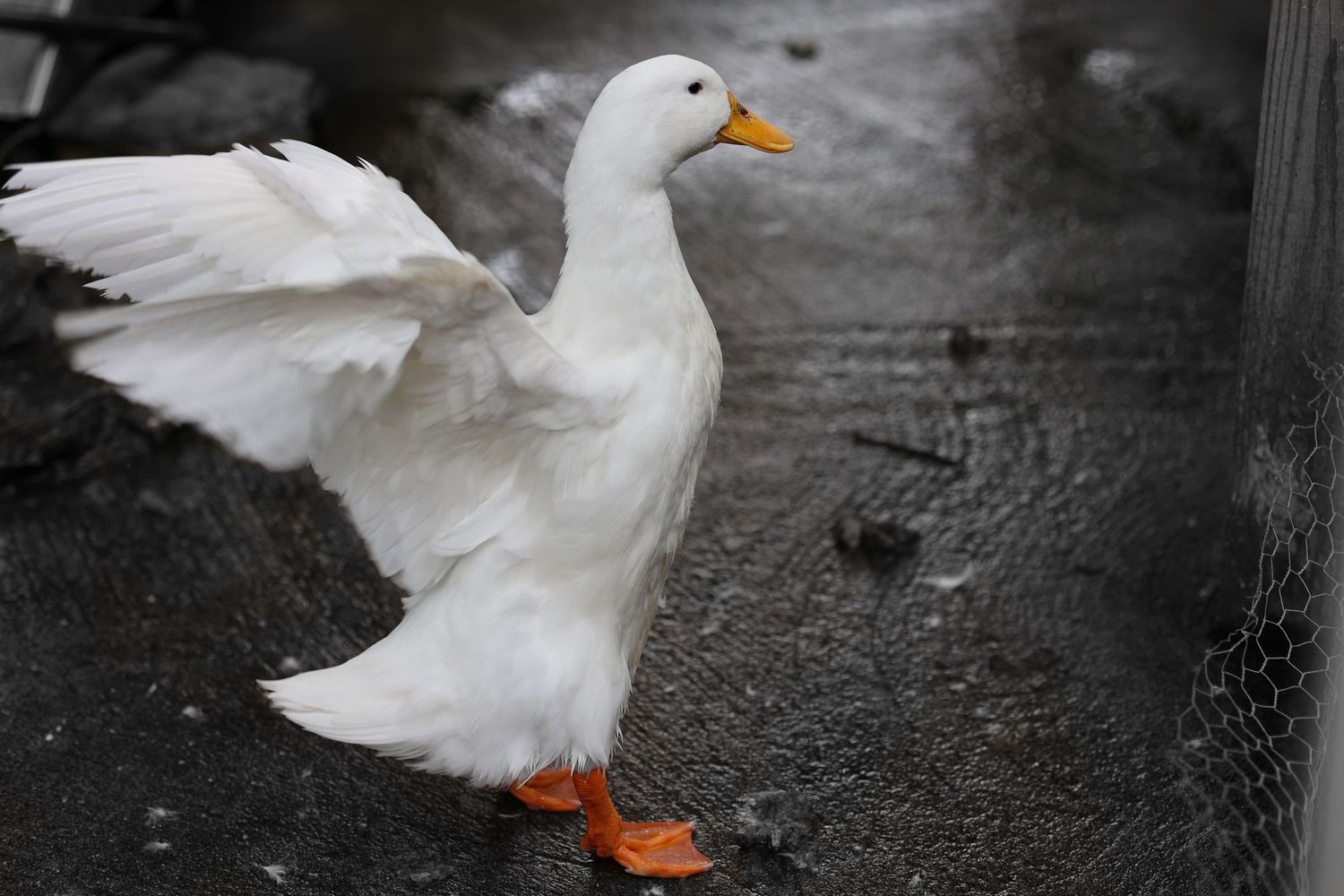 Animal Photography