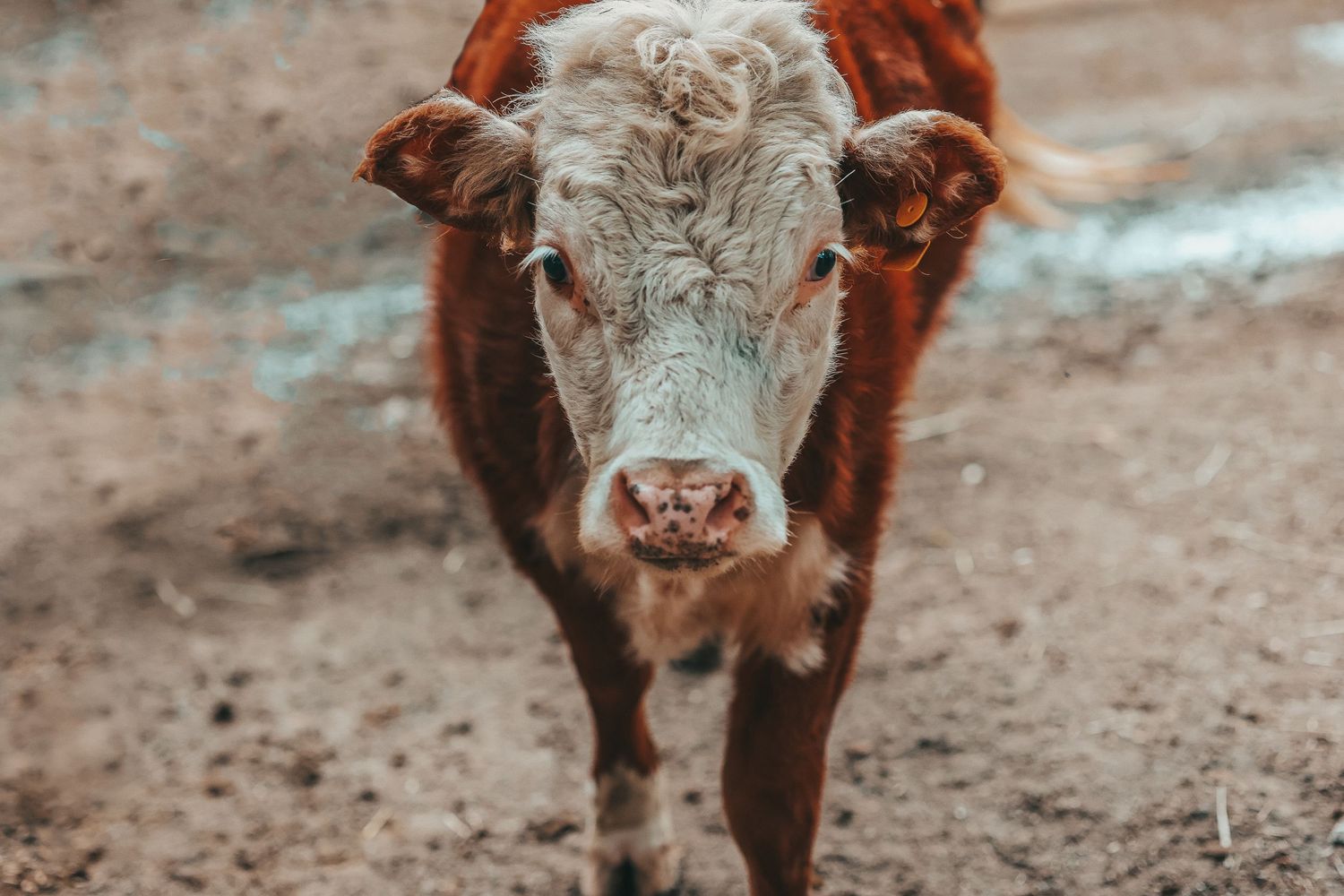 Animal Photography