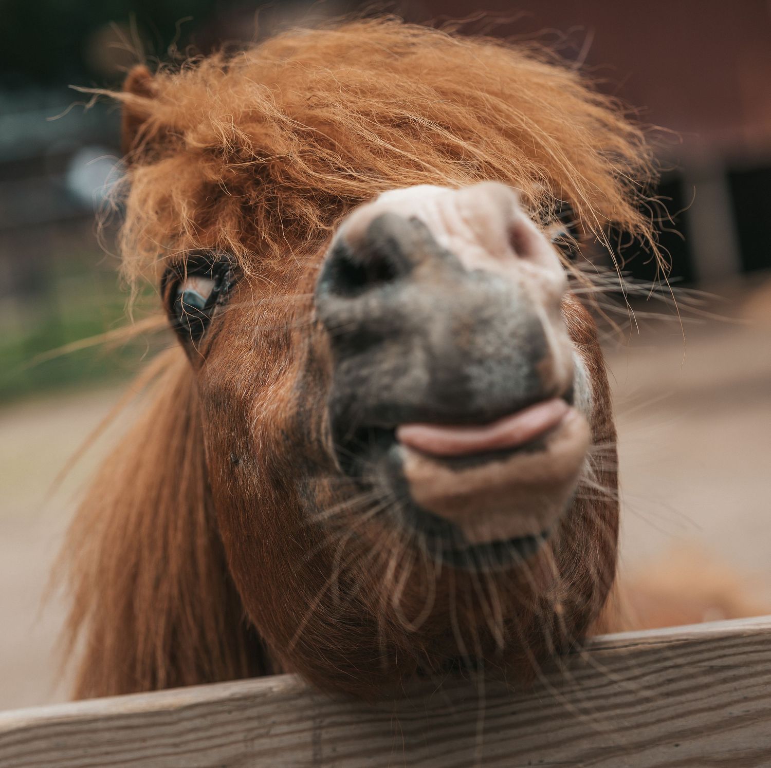 Animal Photography