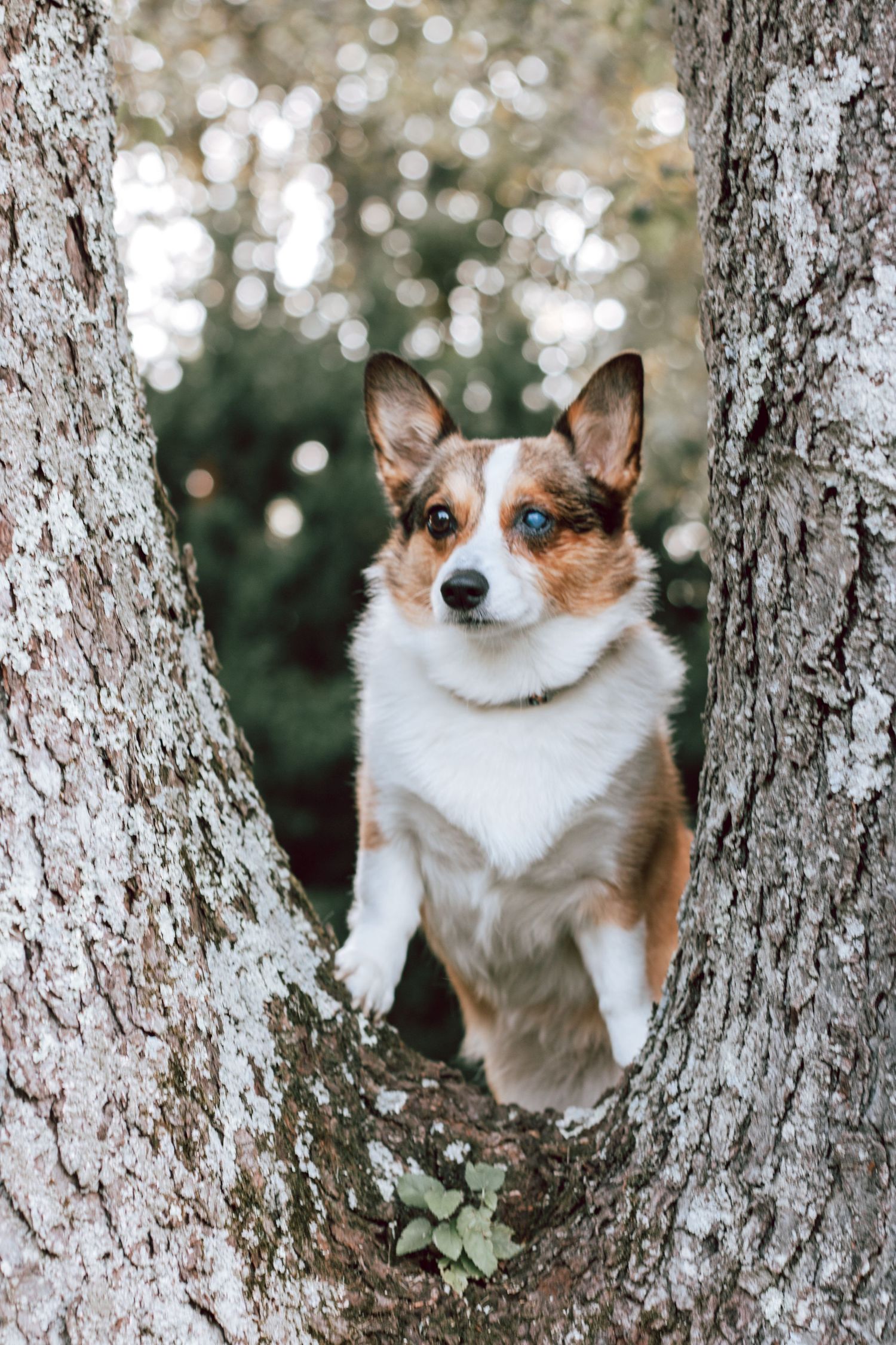 Animal Photography