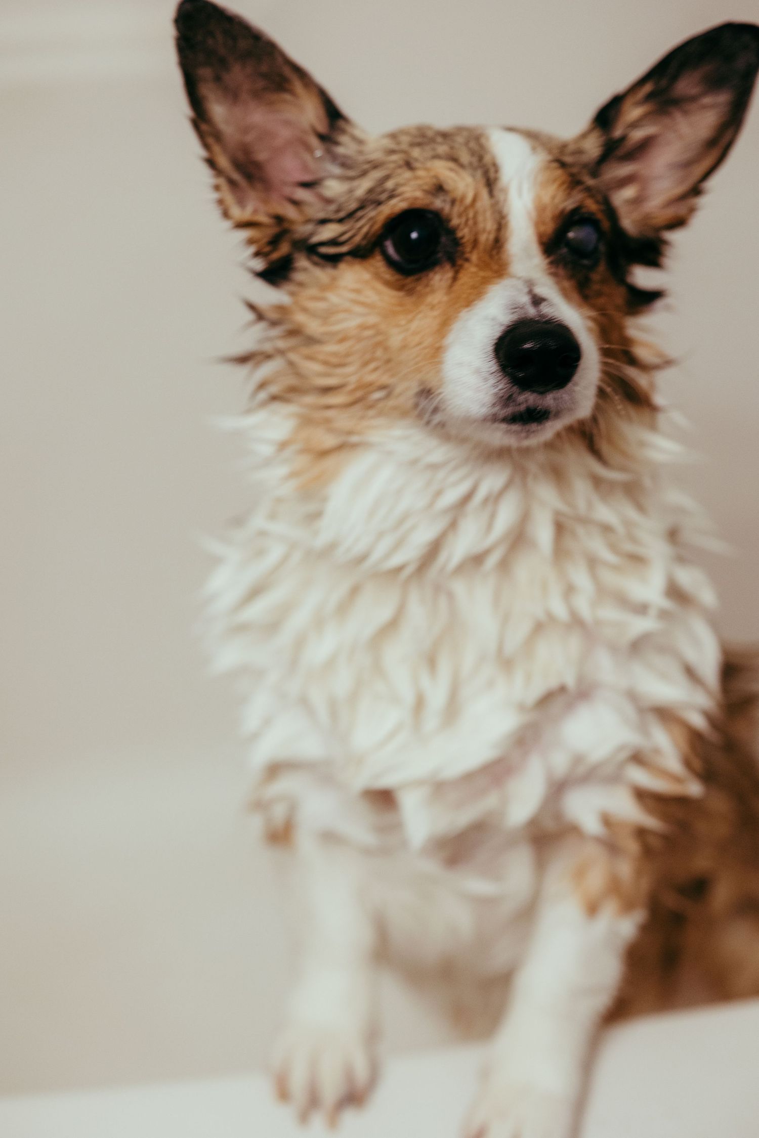 Animal Photography