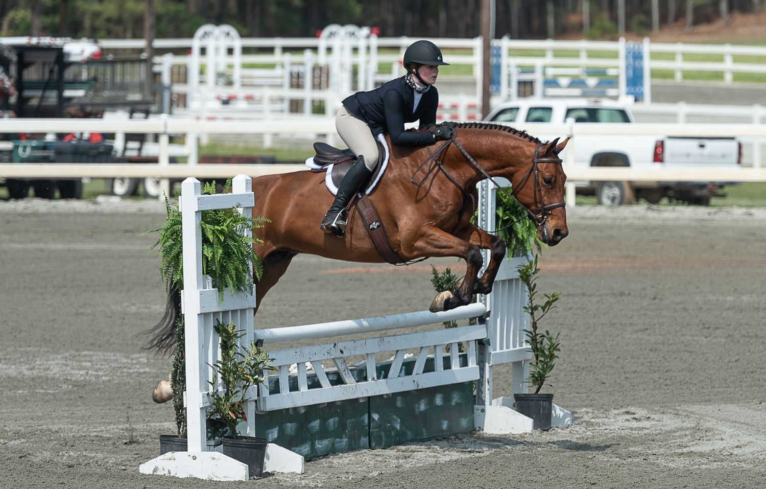 Bay horse clears jump at hunter/jumper show in Camden, South Carolina. Photographed by SC equine photographer.