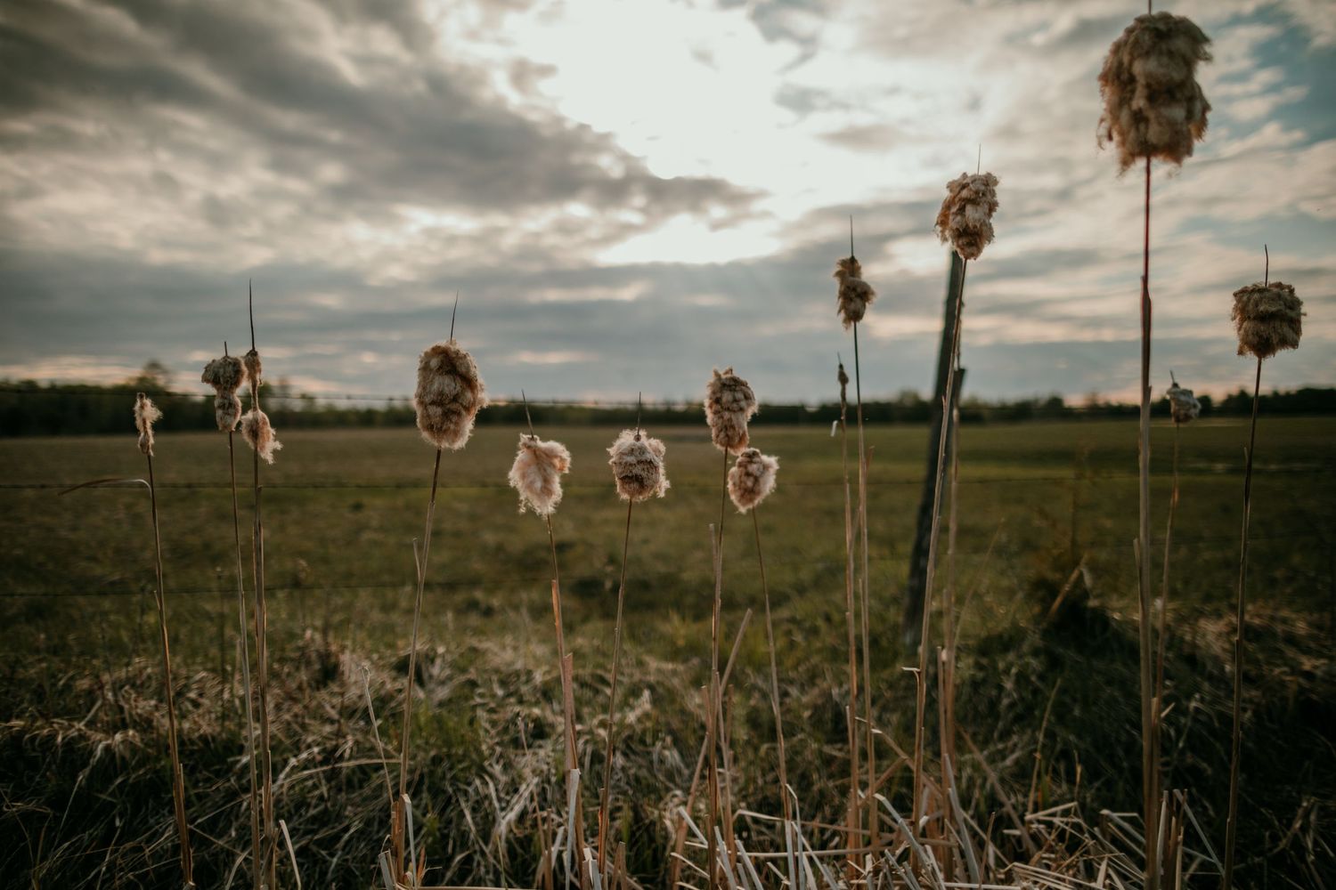 cotton tails in michigan midwest nature photography