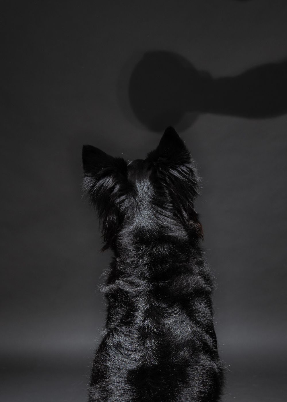 Active dogs pet portraits