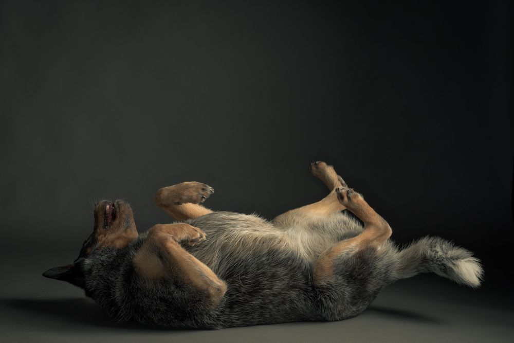 Active dogs pet portraits