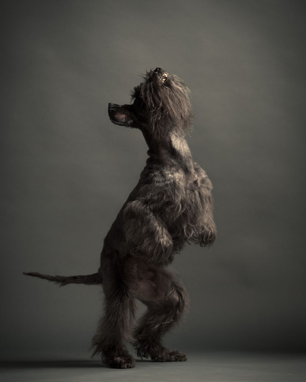 Active dogs pet portraits