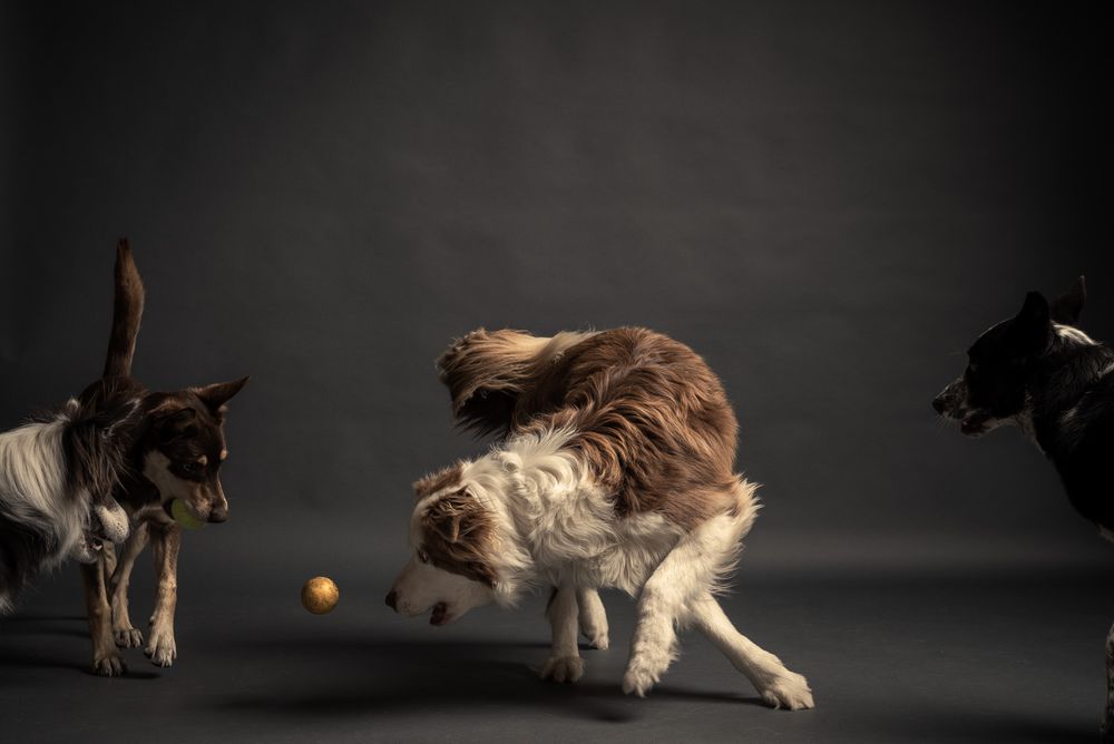 Active dogs pet portraits