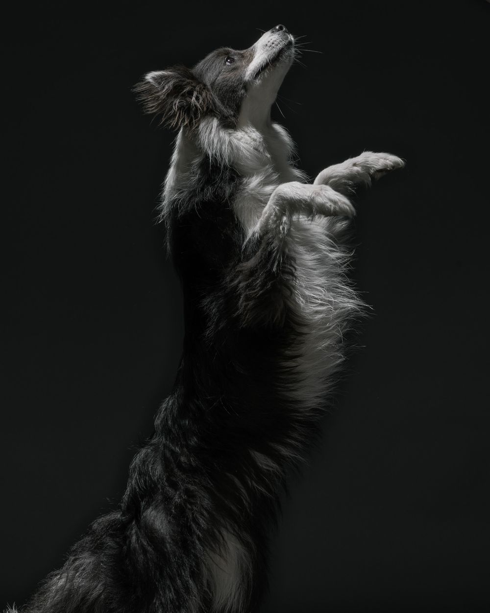 Active dogs pet portraits