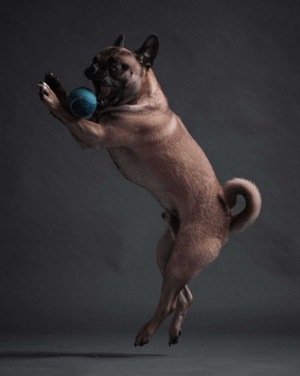 Active dogs pet portraits