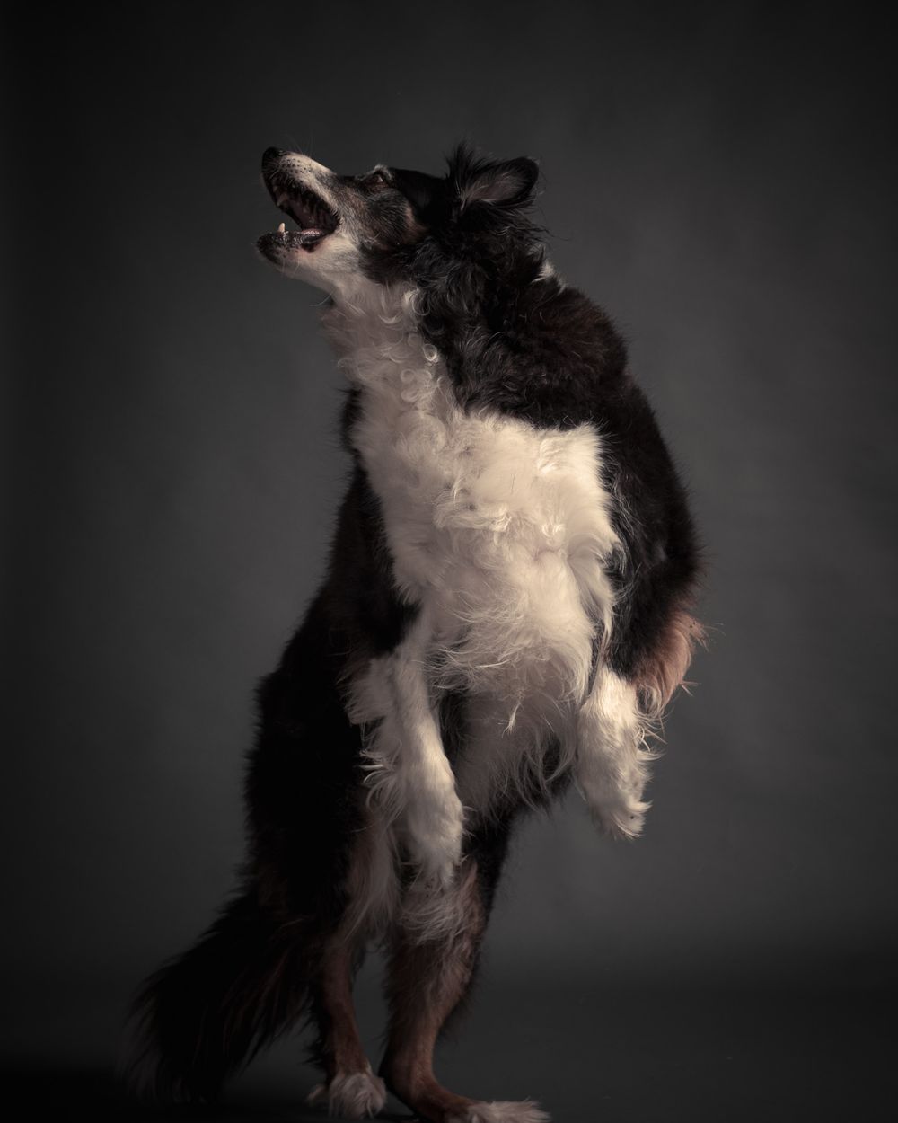 Active dogs pet portraits