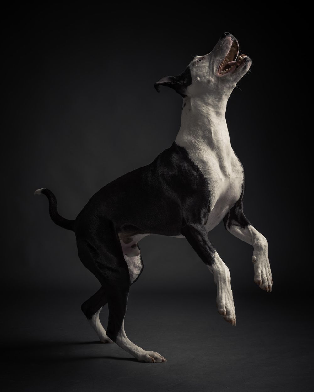 Active dogs pet portraits