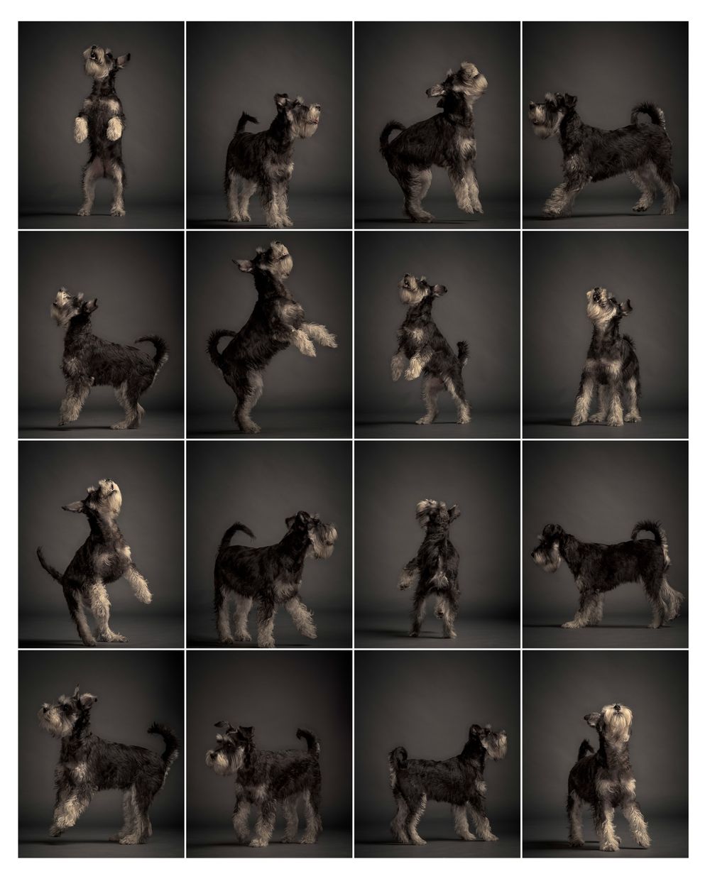 Active dogs pet portraits