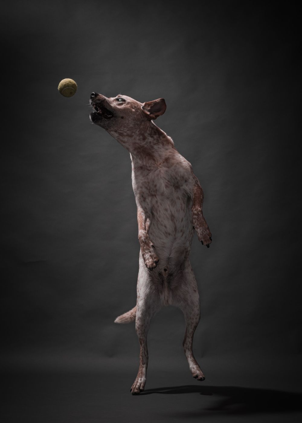 Active dogs pet portraits