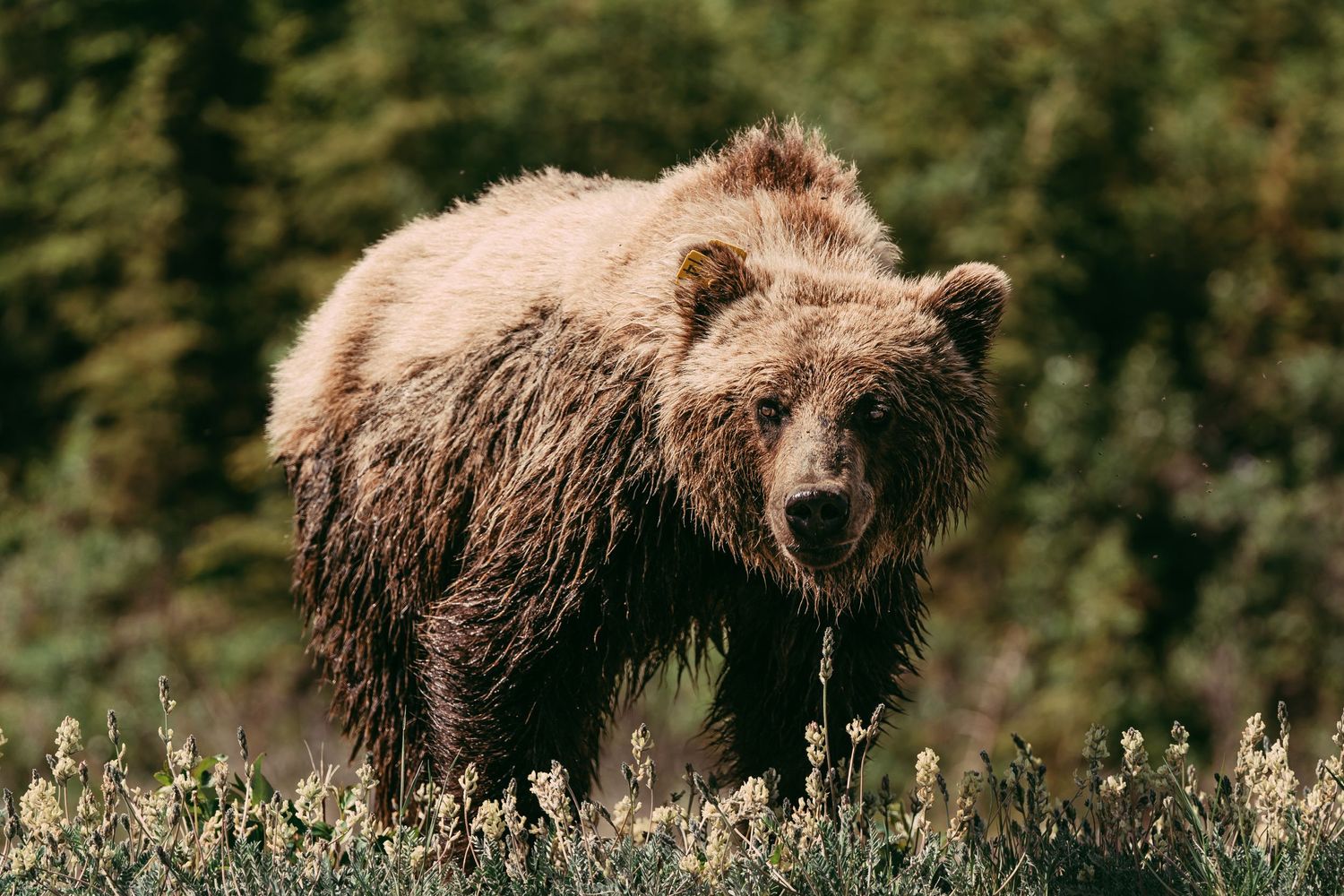 grizzly bear on the side of the ALcan Highway