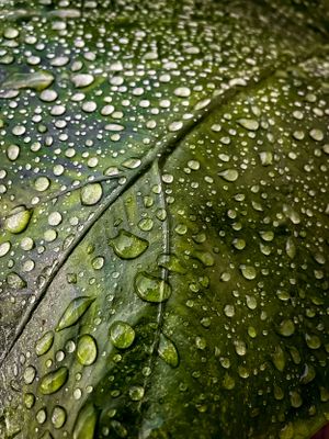 Fotografía de Gotas en Hoja