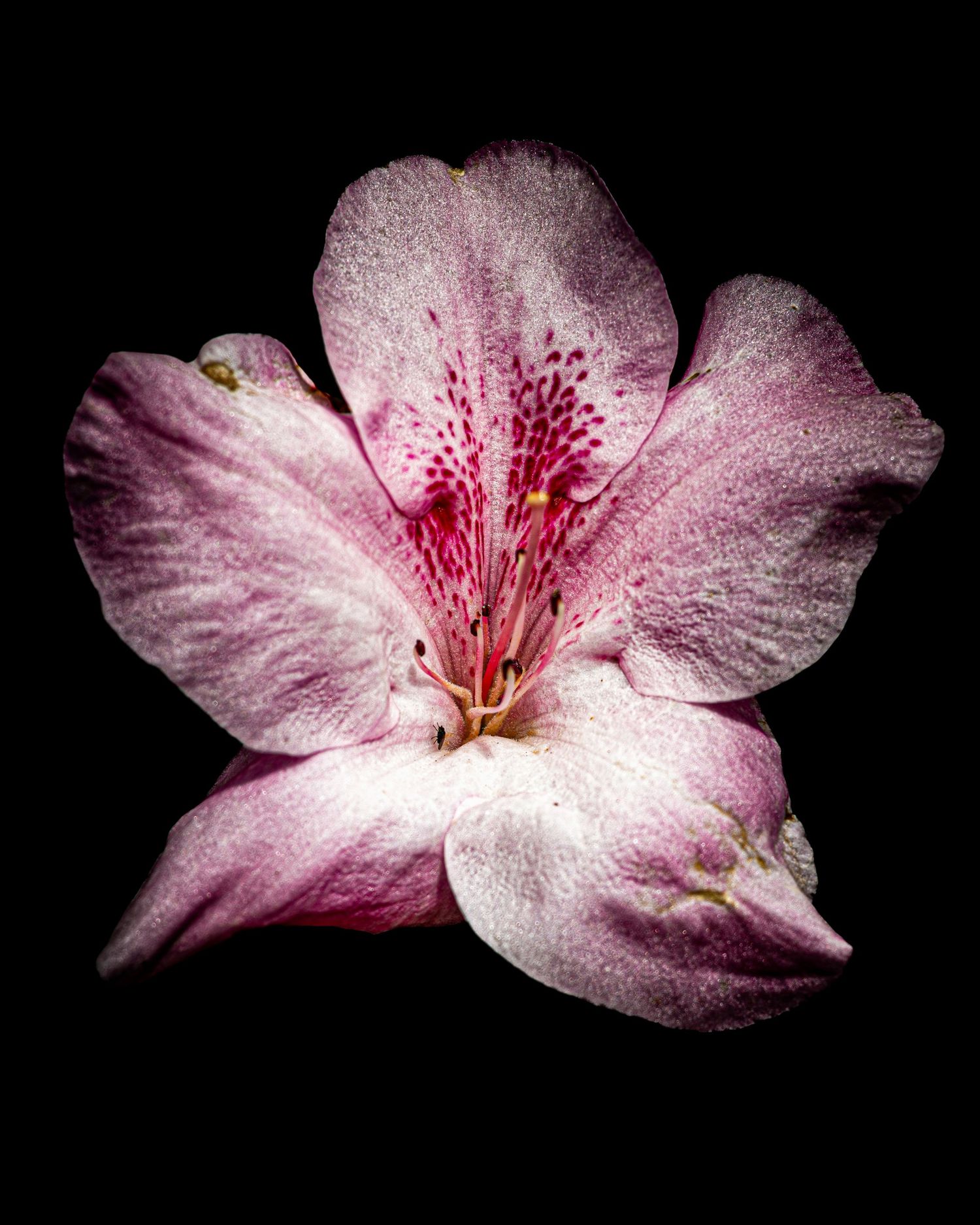 John Peters Photography