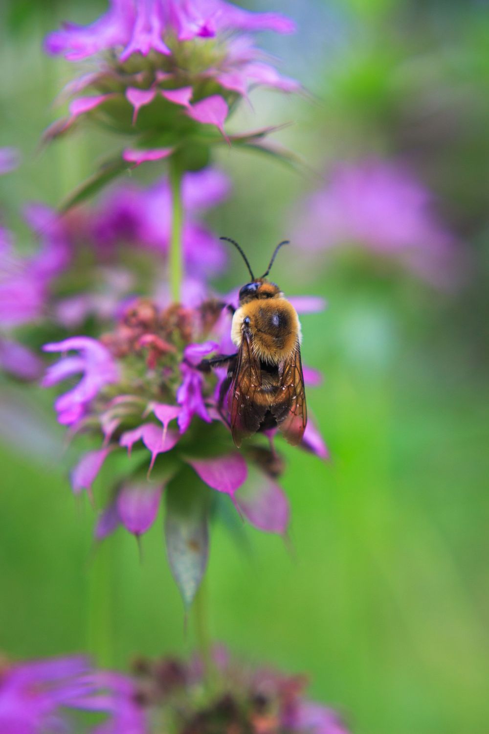 Close-up of a fuzzy bumblebee gathering pollen from a purple bergamot flower.