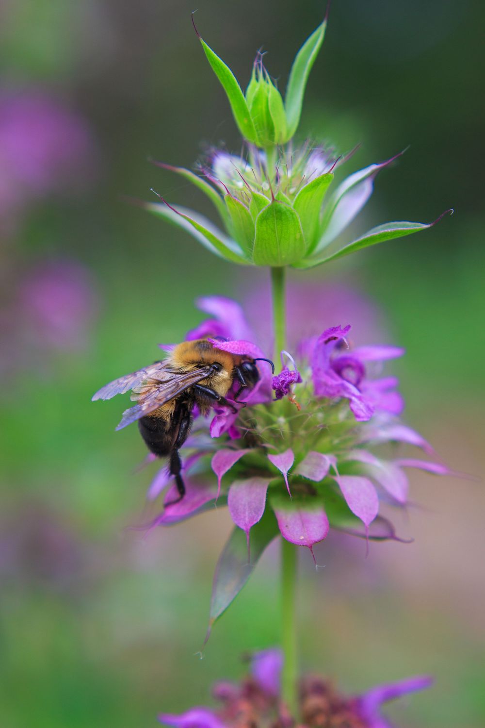 A bee collects nectar from vibrant purple bee balm flowers against a soft green background.