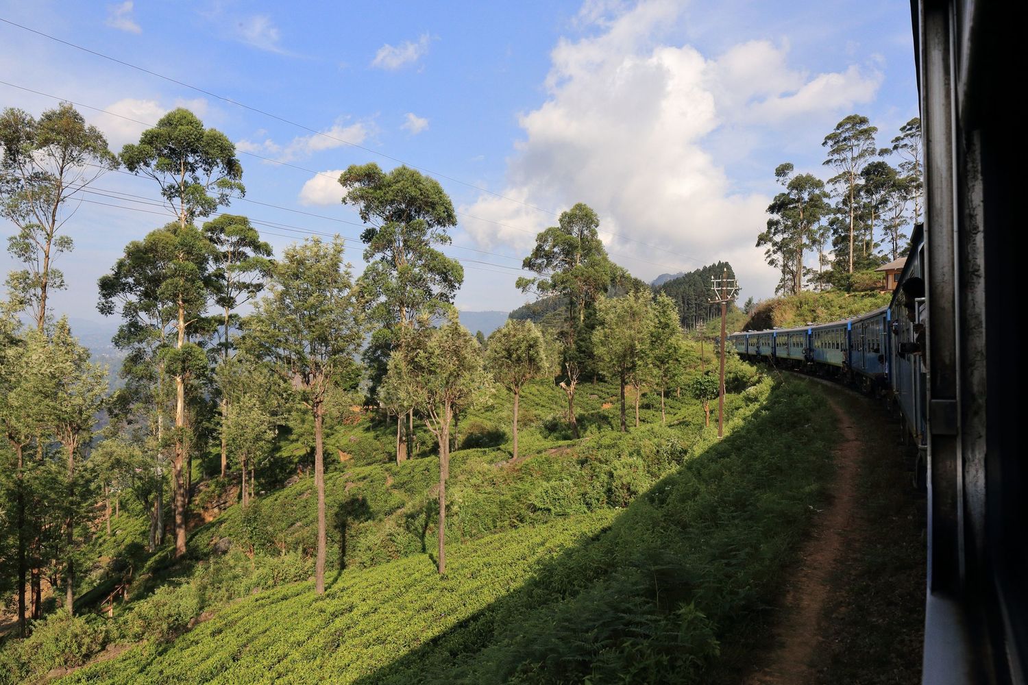 Scenic view of tea plantations and tall trees from a moving train in Sri Lanka.