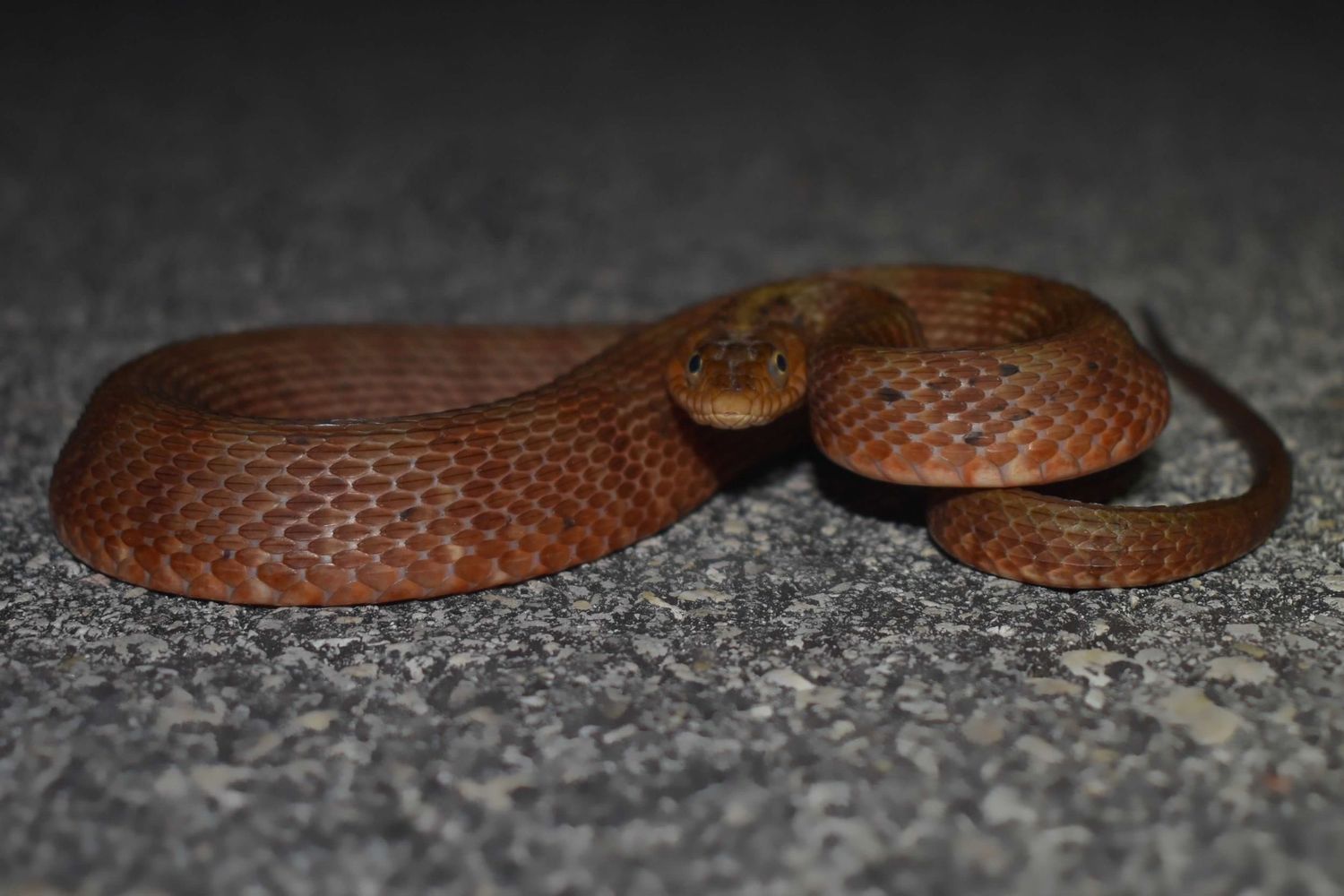 Gone herping