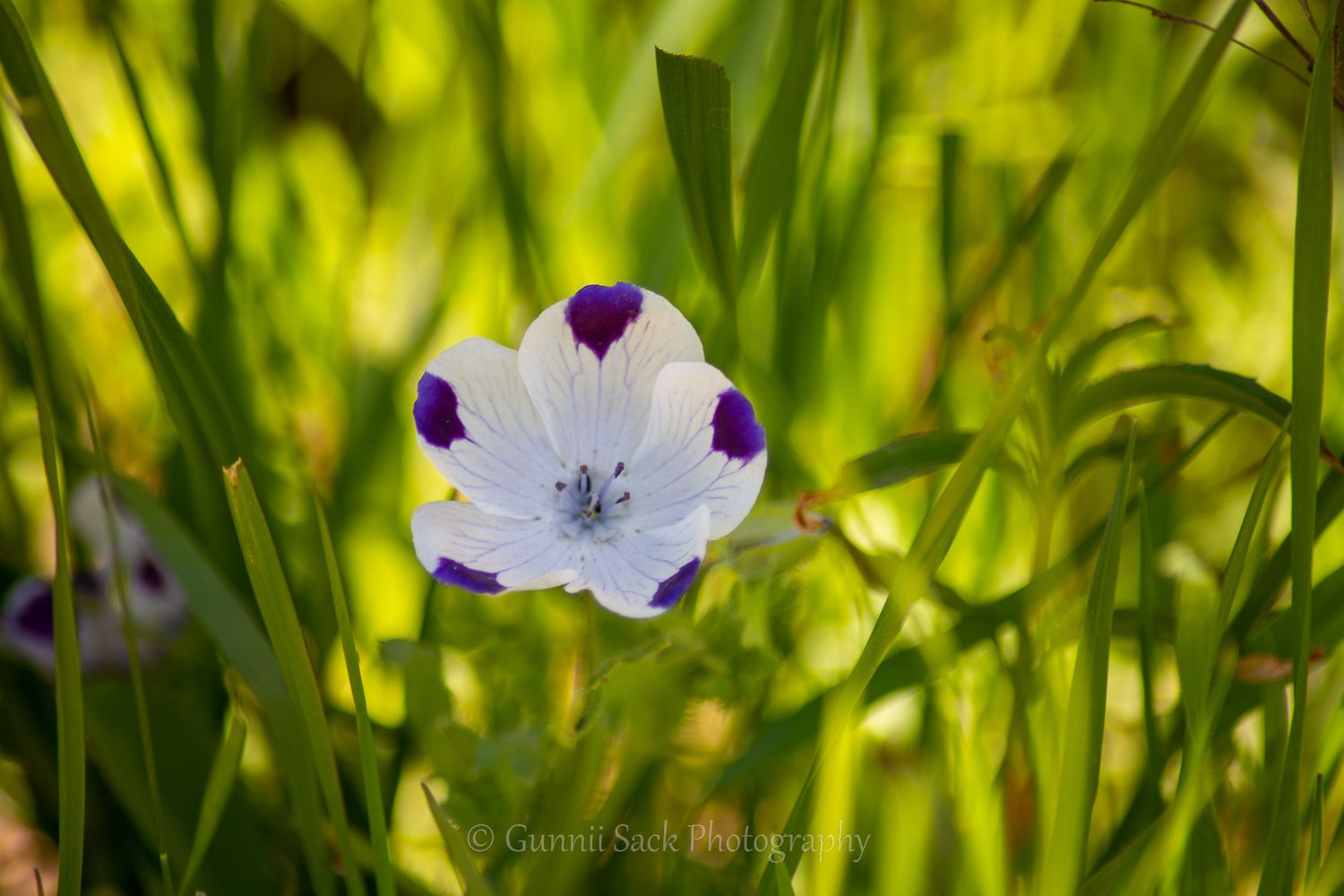 Gunnii Sack Photography, spring flowers, mokelumne hill ca