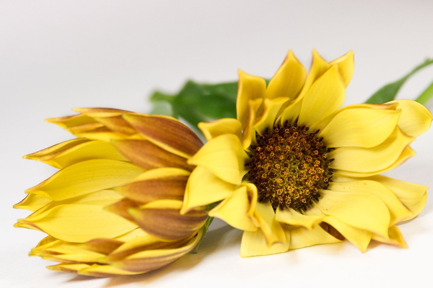 Margarita Yellow African Daisies